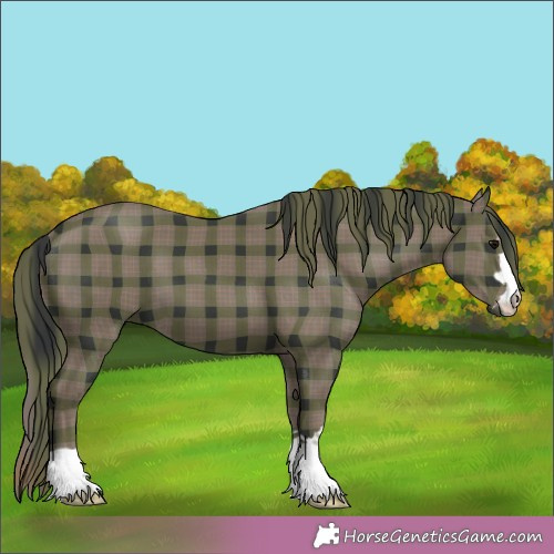 Horse Color:Plaid  Black 