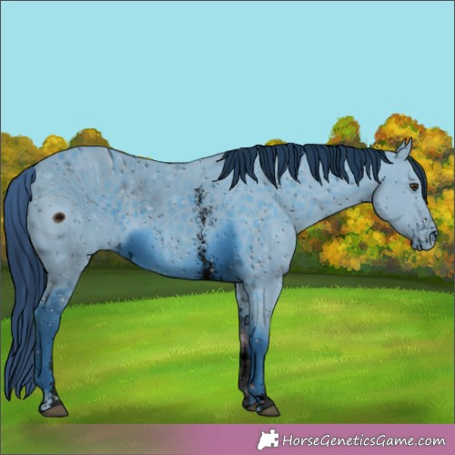 Horse Color:ERROR: UNKNOWN ANOMALY