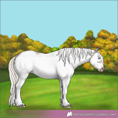 Horse Color:White Spotted Silver Black Splash Frame Appaloosa 