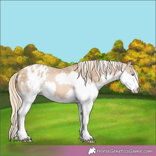 Horse Color:Chocolate Palomino Pearl Splash Appaloosa Rabicano 