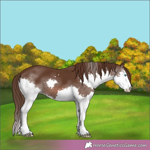 Horse Color:Liver Chestnut Splash 
