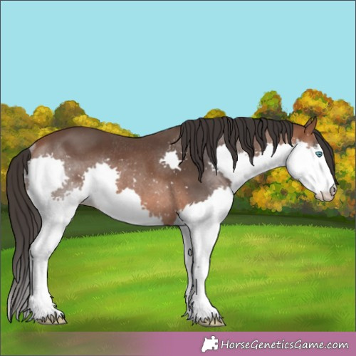 Horse Color:Bay Splash Rabicano 