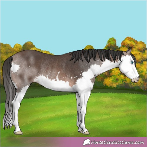 Horse Color:Brown Splash Rabicano 