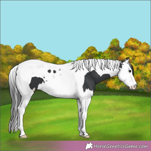 Horse Color:Black Splash Tobiano 