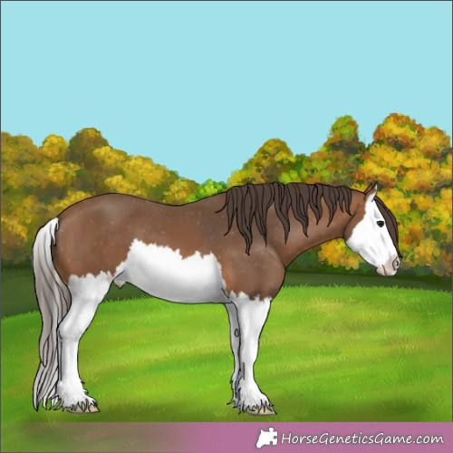Horse Color:Brown Splash Appaloosa 