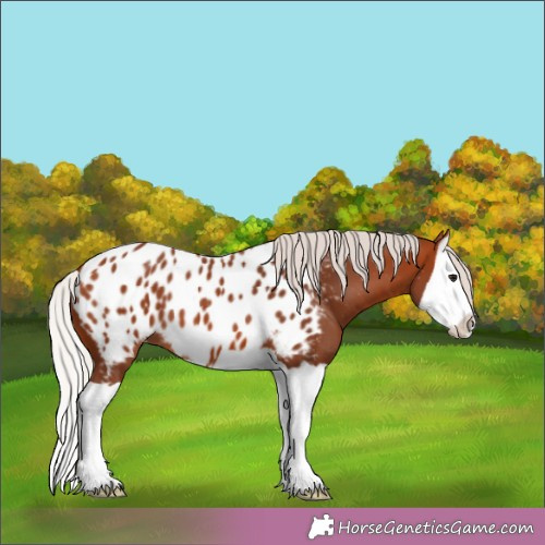 Horse Color:Silver Brown Splash Appaloosa 