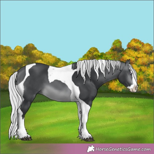 Horse Color:Silver Brown Chinchilla Splash Tobiano 