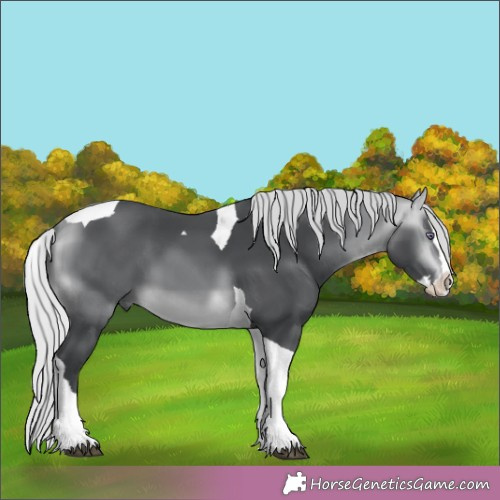 Horse Color:Silver Bay Chinchilla Splash Tobiano 