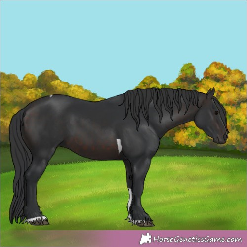 Horse Color:Brown Tobiano 