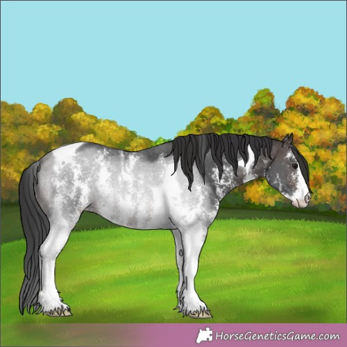Horse Color: Brown Sabino Tobiano 
