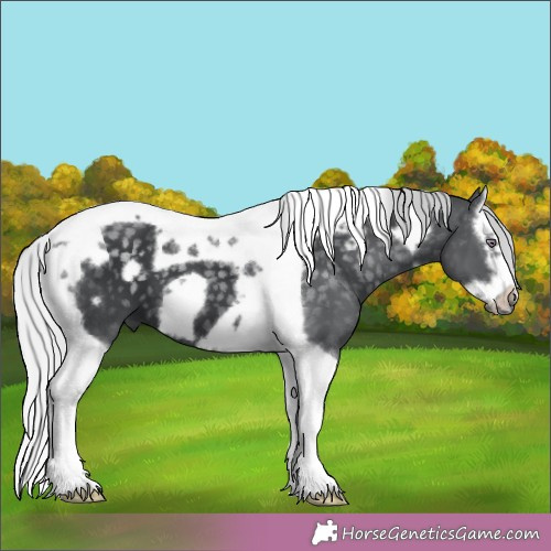 Horse Color:Silver Black Chinchilla Splash Tobiano Frame 