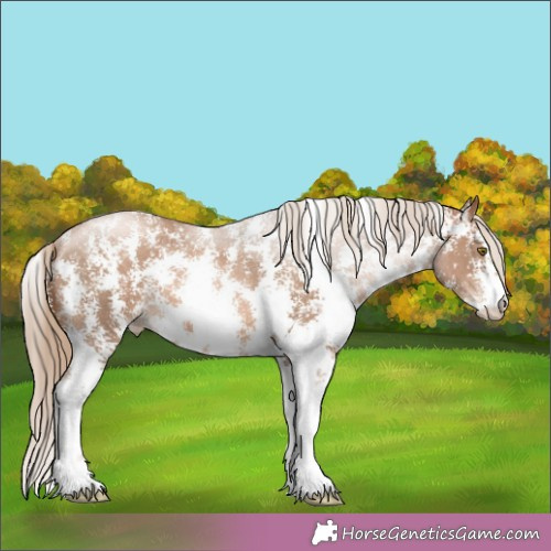 Horse Color:Liver Chestnut Pearl Sabino Rabicano 