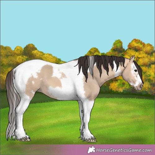 Horse Color:Bay Dun Splash Tobiano Frame 