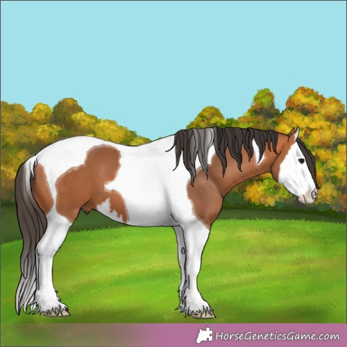 Horse Color:Bay Splash Tobiano 