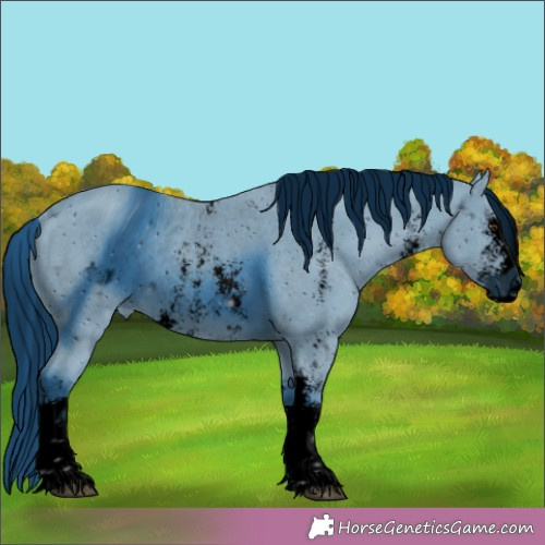 Horse Color:ERROR: UNKNOWN ANOMALY