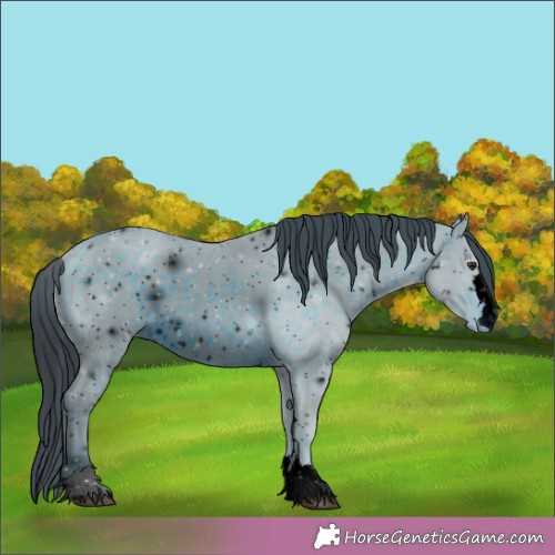 Horse Color:ERROR: UNKNOWN ANOMALY