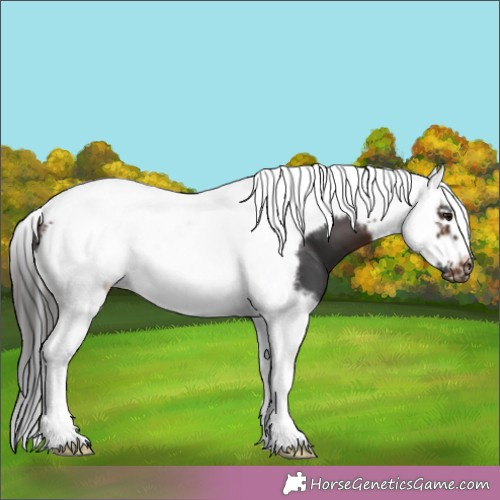 Horse Color:Brown Splash Tobiano Frame 