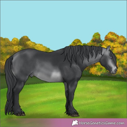 Horse Color:Brown Chinchilla 