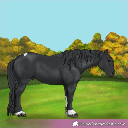 Horse Color:Black Chinchilla Tobiano 
