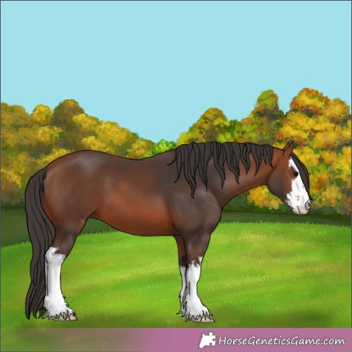Horse Color:White Spotted Bay 