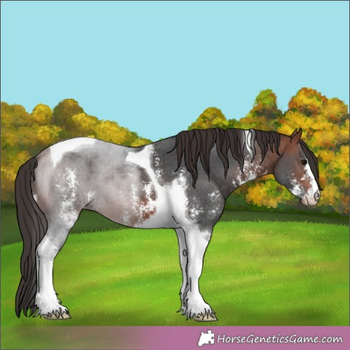 Horse Color:Bay Sabino Tobiano Appaloosa 