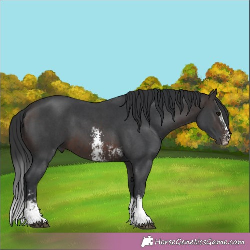 Horse Color:Brown Sabino 