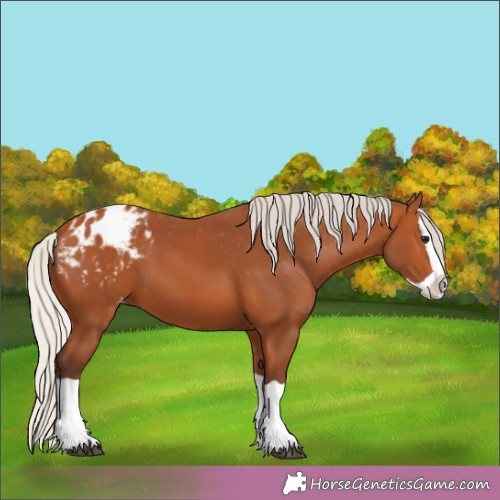 Horse Color:Silver Brown Splash Appaloosa 
