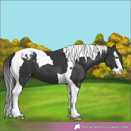 Horse Color:Black Splash Tobiano Appaloosa 