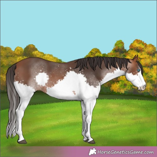 Horse Color:Brown Splash 