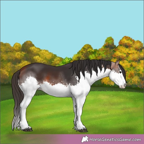 Horse Color:Bay Splash 