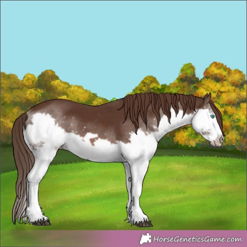 Horse Color:Liver Chestnut Splash Frame 