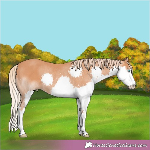 Horse Color:Chestnut Splash Rabicano 