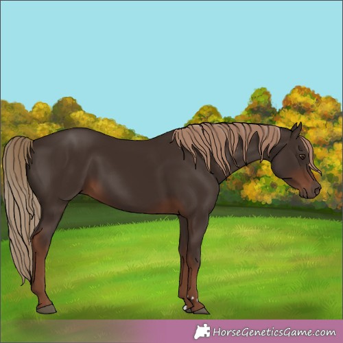Horse Color:Liver Chestnut 