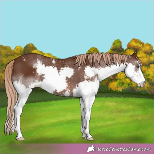 Horse Color:Liver Chestnut Sabino Splash 