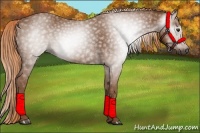 Horse Color:Gray Chestnut 