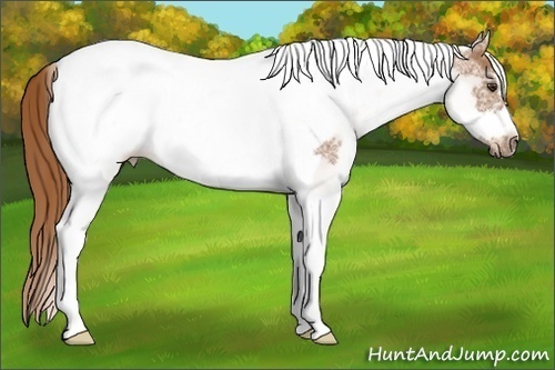 Horse Color:White Spotted Chestnut Tobiano Frame 