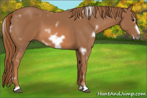 Horse Color:Unknown 