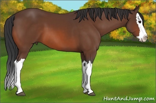 Horse Color:Bay Splash 
