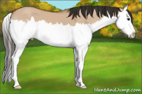 Horse Color:Bay Dun Sabino Splash 