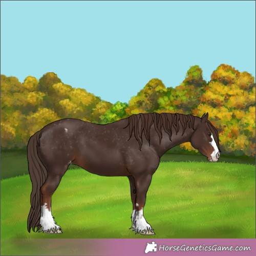 Horse Color:Liver Chestnut Appaloosa 