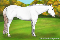 Horse Color:Grullo Roan Sabino Blanket Rabicano 