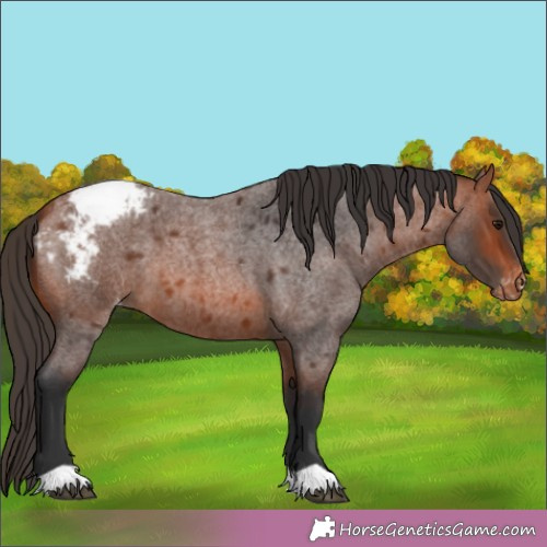 Horse Color:Bay Roan Appaloosa