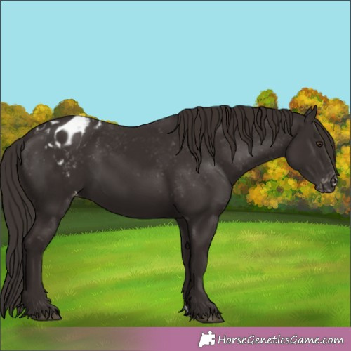 Horse Color:Liver Chestnut Appaloosa
