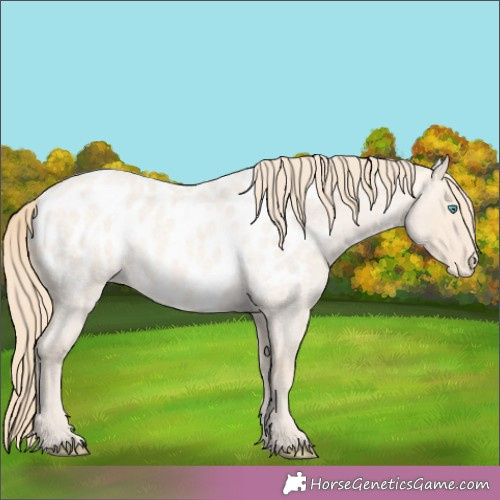Horse Color:Perlino Roan Appaloosa 