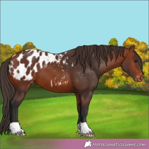 Horse Color:Brown Appaloosa