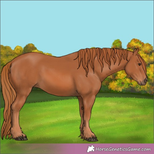 Horse Color:Chestnut 