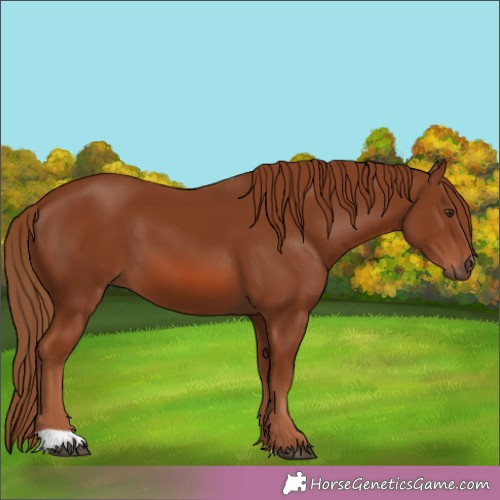Horse Color:Chestnut 