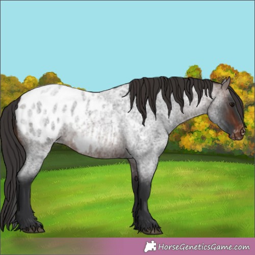 Horse Color:Brown Roan Appaloosa 