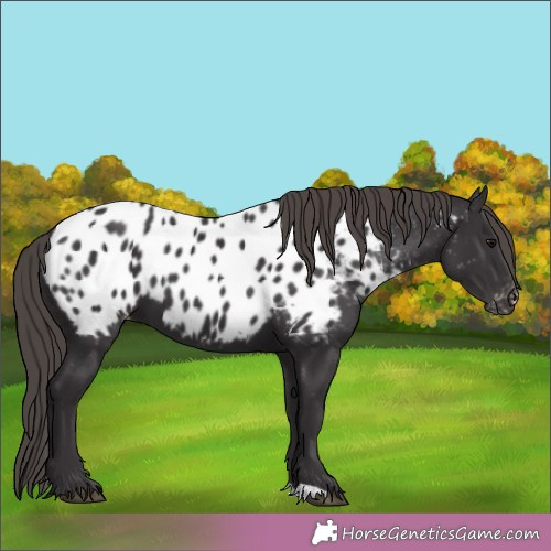 Horse Color:Smoky Black Appaloosa 