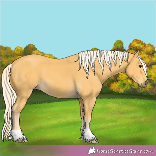 Horse Color:Palomino 